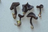 Helvella corium image