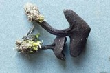 Helvella corium image
