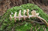 Podoserpula pusio var. pusio image
