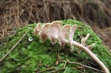 Podoserpula pusio var. pusio image