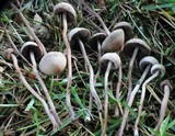 Panaeolus subbalteatus image