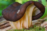 Gyromitra californica image