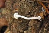 Collybia bakerensis image