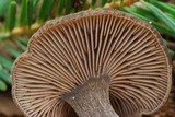 Entoloma perundatum image