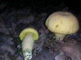 Leccinellum crocipodium image
