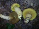 Leccinellum crocipodium image