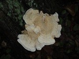 Bondarzewia berkeleyi image