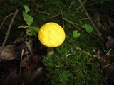 Leccinum luteum image
