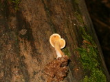 Hygrophoropsis aurantiaca image