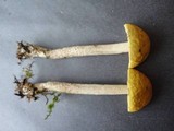 Leccinum luteum image
