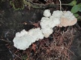 Fomitopsis spraguei image