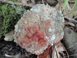 Fomitopsis spraguei image