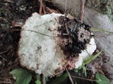 Fomitopsis spraguei image