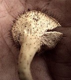 Cookeina tricholoma image