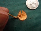 Cookeina tricholoma image