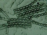 Cookeina tricholoma image