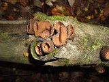 Galiella rufa image