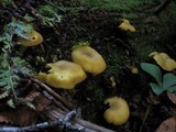 Tricholomopsis decora image