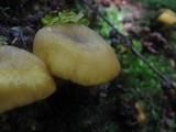 Tricholomopsis decora image