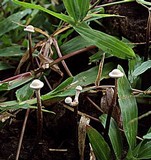 Poronia pileiformis image