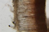 Microstoma floccosum image