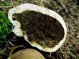 Gastropila fumosa image