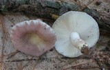 Russula crustosa image