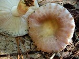 Russula crustosa image