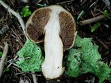 Cortinarius pinguis image