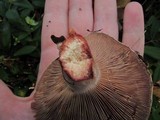 Lactarius rubrilacteus image
