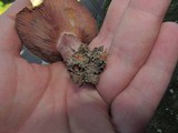 Lactarius rubrilacteus image