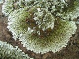 Xanthoparmelia plittii image