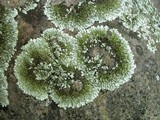 Xanthoparmelia plittii image