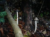 Coprinopsis picacea image