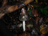 Coprinopsis picacea image