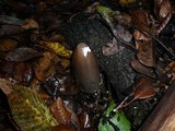 Coprinopsis picacea image