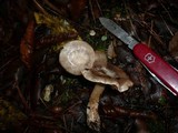 Cortinarius aprinus image