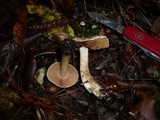 Cortinarius aprinus image