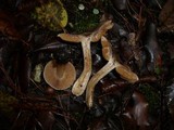 Cortinarius aprinus image