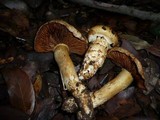 Cortinarius caligatus image