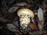 Cortinarius caligatus image