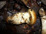 Cortinarius caligatus image