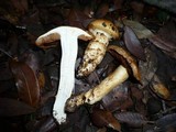 Cortinarius caligatus image