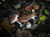 Cortinarius aprinus image