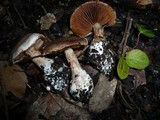Cortinarius aprinus image
