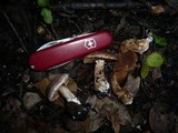 Cortinarius aprinus image