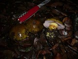 Cortinarius ionochlorus image