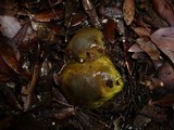 Cortinarius ionochlorus image