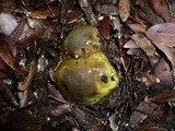Cortinarius ionochlorus image