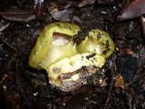Cortinarius ionochlorus image